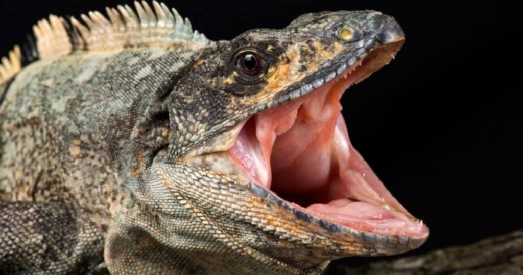 monitor lizard teeth type