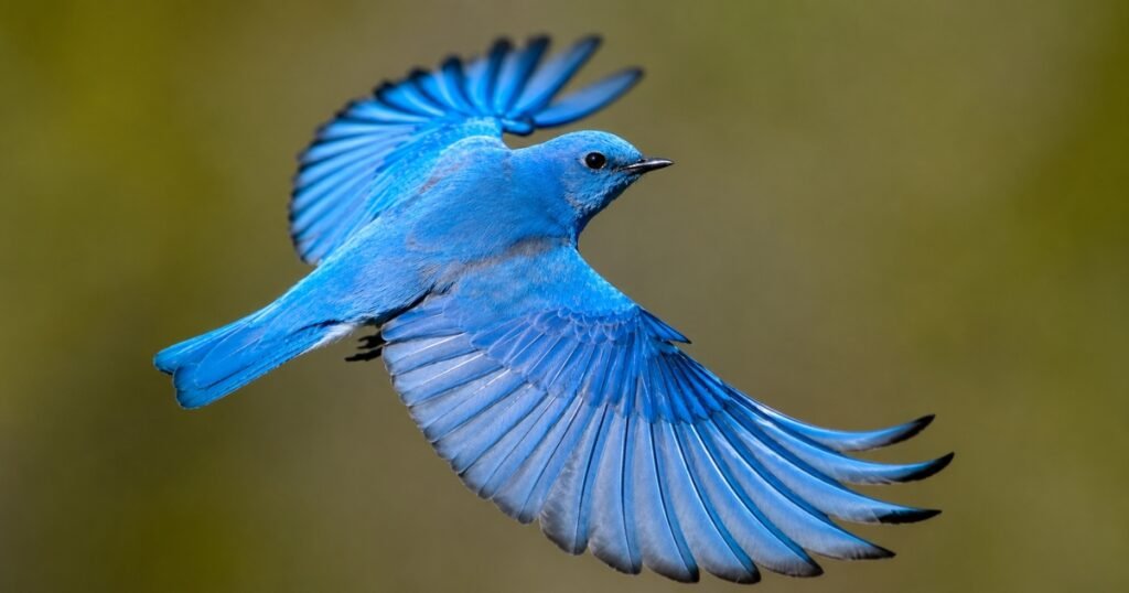 nevada state bird drawing