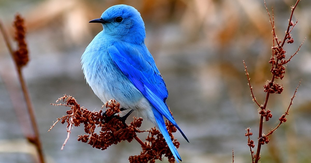 nevada state bird