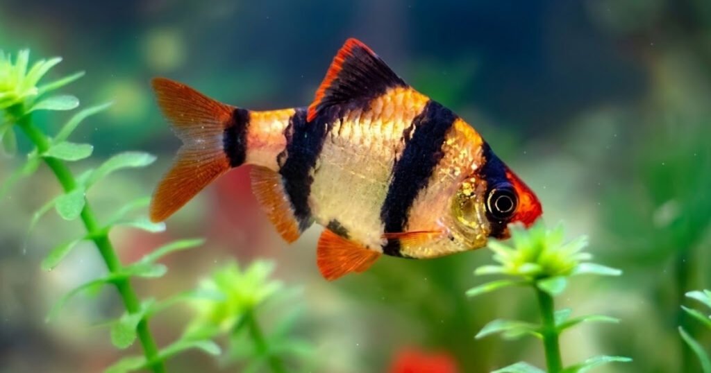 omnivorous fish species