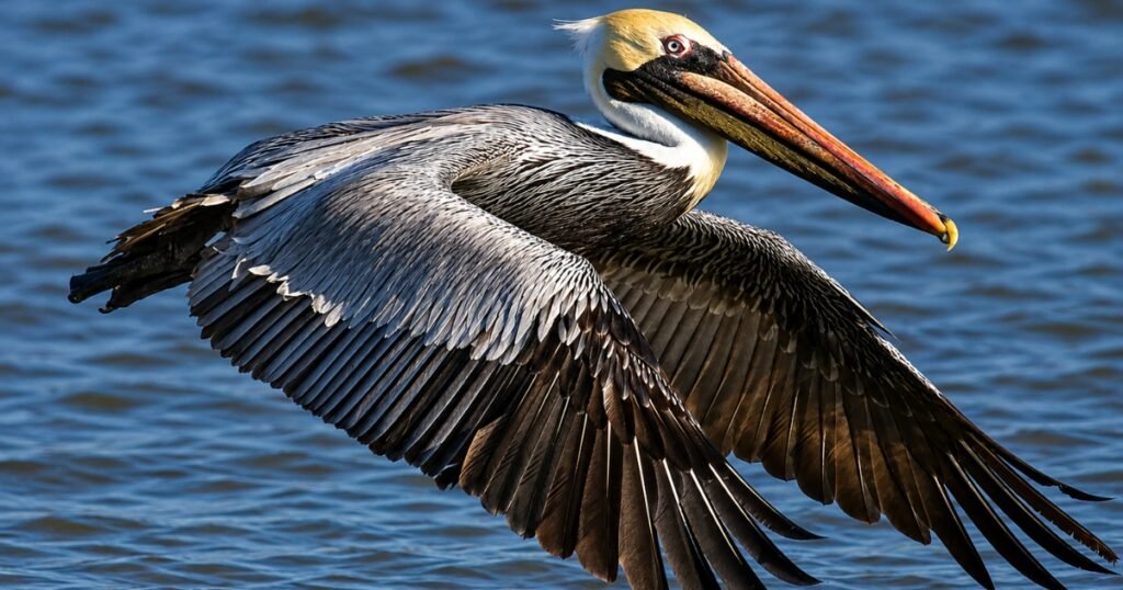 pelicans bird