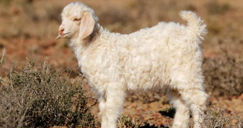 picture of goats 