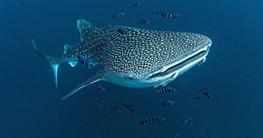 planktivorous fish species