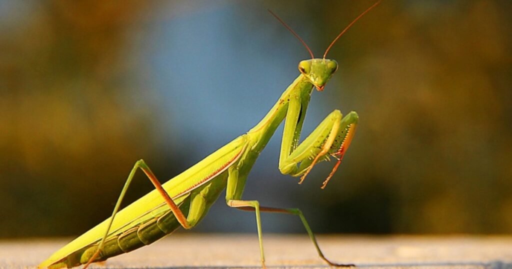 praying mantis scientific name