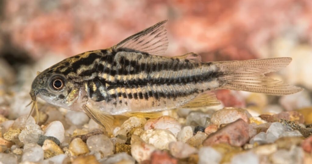 scavenger fish species