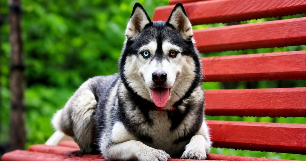 siberian husky images