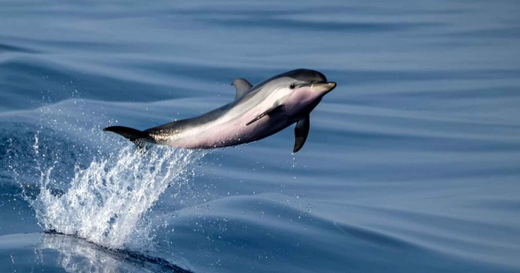 striped dolphin scientific name