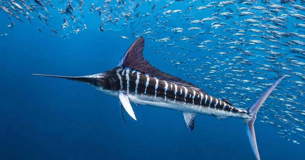 striped marlin fish