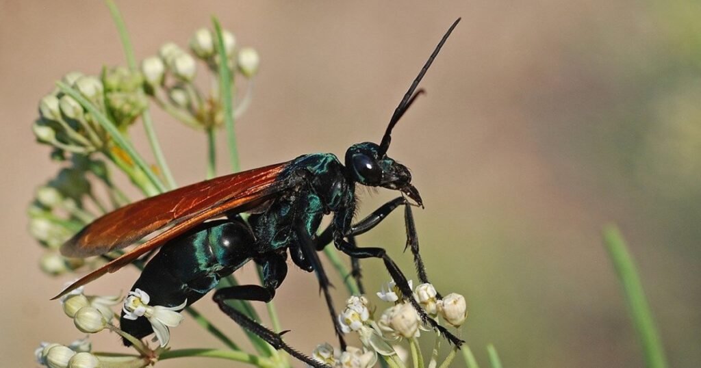 tarantula hawk wasp scientific name