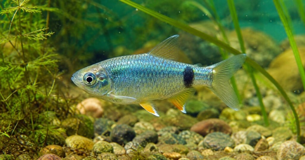 tequila splitfin size