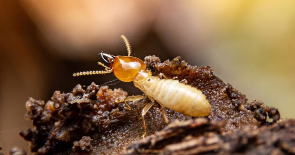 termite scientific name