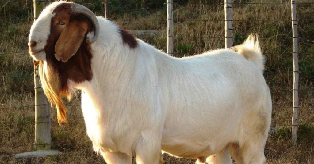 the goat photos 