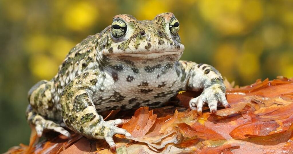 the natterjack toad