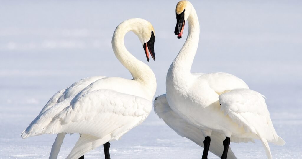trumpeter swans pics