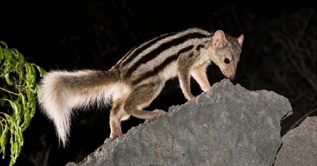 what is mongoose