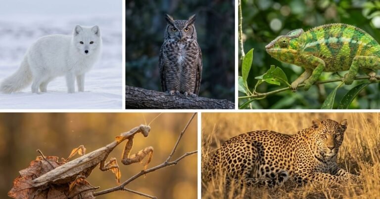 Animal Camouflage
