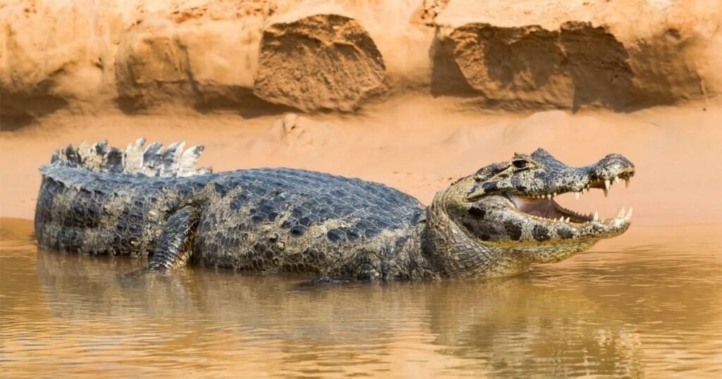 Black Caiman size