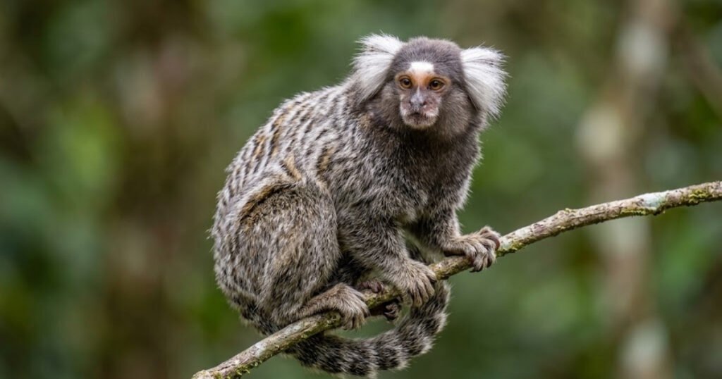 Common Marmoset size