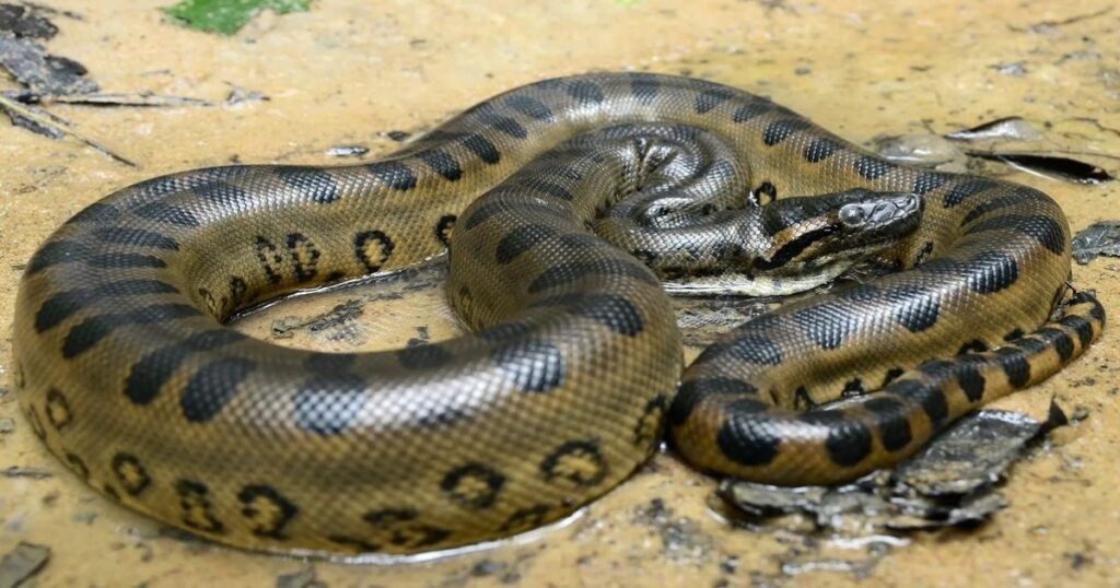 Green Anaconda size