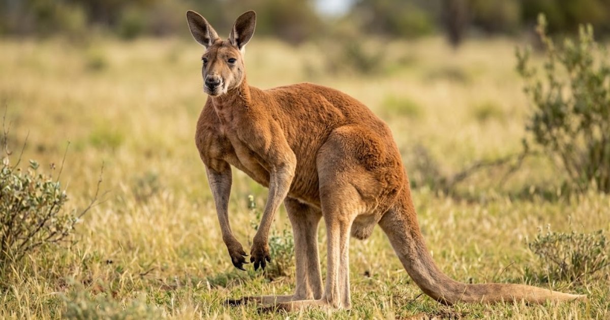How Strong Are Kangaroos
