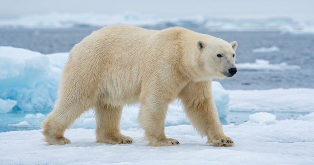 Polar Bear habitat