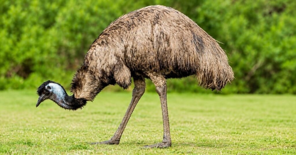 emu size