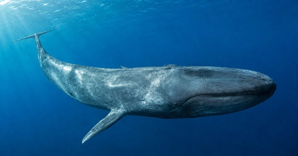 fin whale size