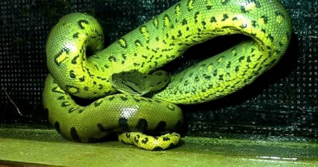 green anaconda in amazon forest