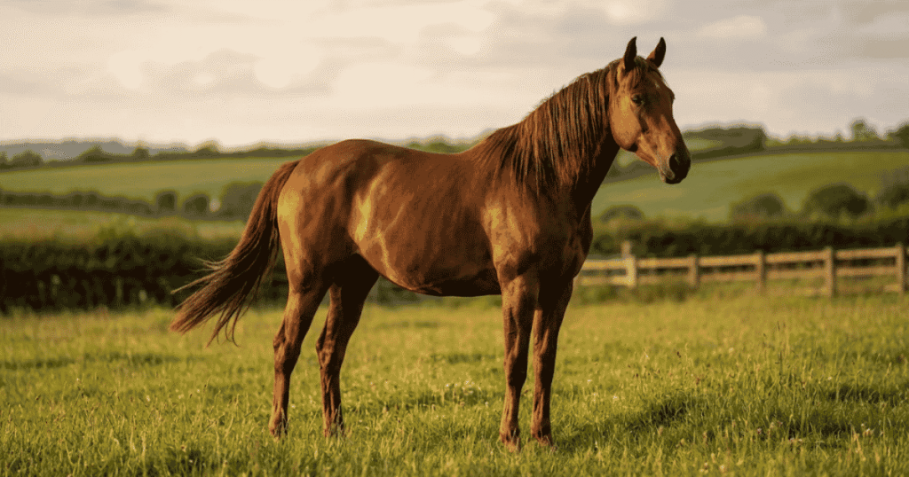 horse gallop speed