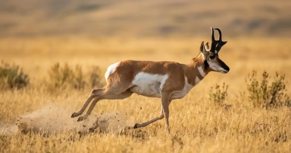 pronghorn antelope speed